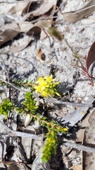 Calytrix flavescens