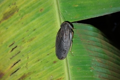 Blaberidae