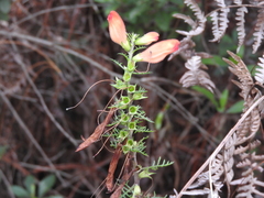 Lamourouxia multifida