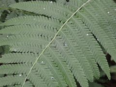 Christella dentata