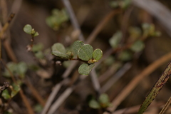 Rhamnaceae