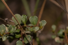 Rhamnaceae