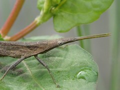 Atractomorpha lata