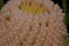 Banksia hookeriana