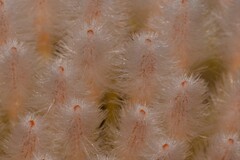 Banksia hookeriana