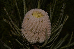 Banksia hookeriana