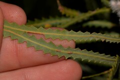 Banksia hookeriana