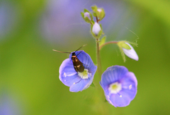 Cauchas fibulella