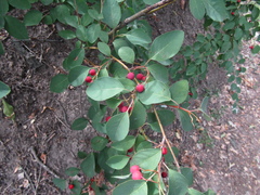 Cotoneaster multiflorus