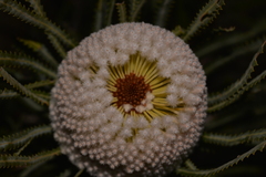 Banksia hookeriana