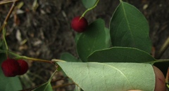 Cotoneaster multiflorus