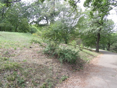 Cotoneaster multiflorus