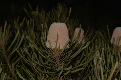 Banksia hookeriana