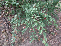 Cotoneaster multiflorus