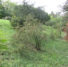 Cotoneaster racemiflorus