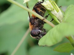 Phytomia zonata