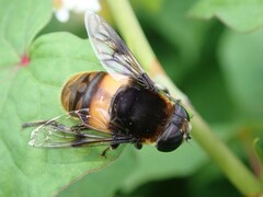 Phytomia zonata