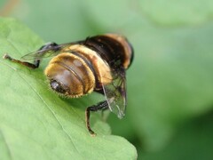 Phytomia zonata