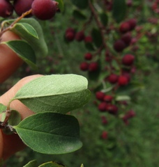 Cotoneaster racemiflorus