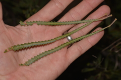 Banksia hookeriana