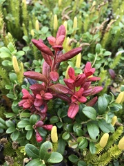 Exobasidium splendidum