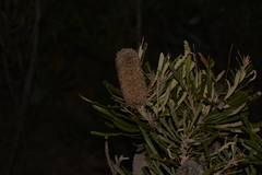 Banksia hookeriana