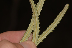 Banksia hookeriana