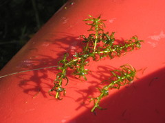 Elodea