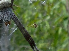Argyrodes antipodianus