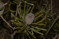 Banksia hookeriana