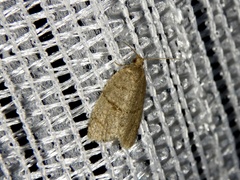 Neocalyptis angustilineata