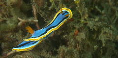Chromodoris annae