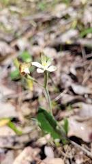 Caladenia marginata