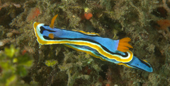 Chromodoris annae