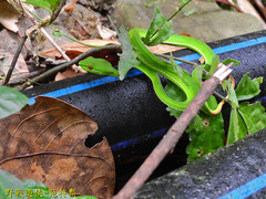 Trimeresurus stejnegeri