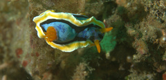 Chromodoris annae