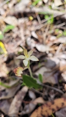 Caladenia marginata
