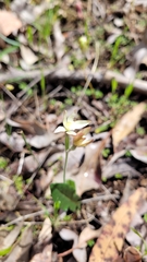 Caladenia marginata