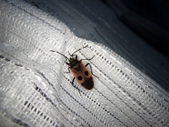 Physopelta parviceps