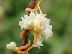 Cuscuta campestris