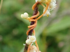 Cuscuta campestris