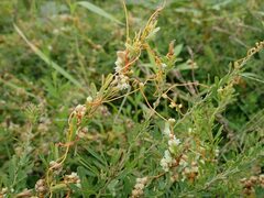 Cuscuta campestris