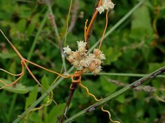 Cuscuta campestris
