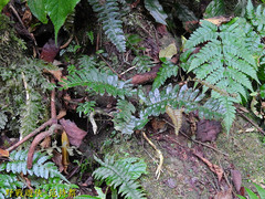 Bolbitis appendiculata