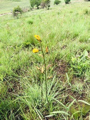 Eulophia hians inaequalis