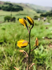 Eulophia hians inaequalis