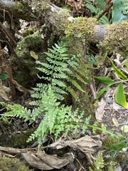Asplenium insiticium