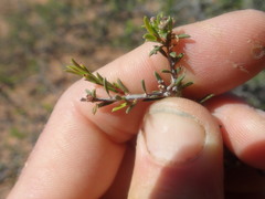Diosma hirsuta