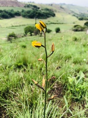 Eulophia hians inaequalis