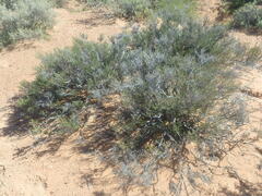 Stoebe rugulosa